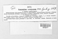 Cenangium vernicosum image